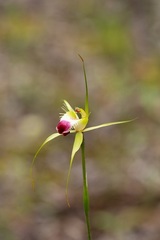 Caladenia infundibularis