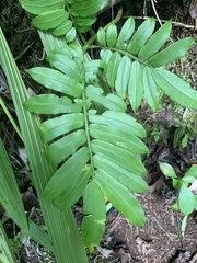 Ptisana