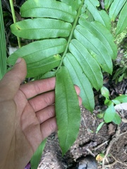 Ptisana