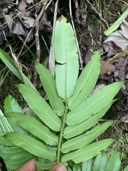 Ptisana