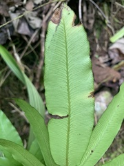 Ptisana