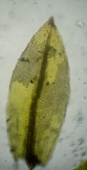 Mnium arizonicum