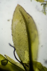 Mnium arizonicum