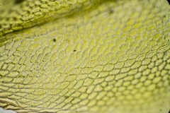 Mnium arizonicum