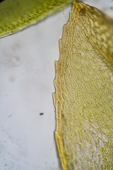 Mnium arizonicum