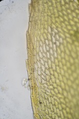 Mnium arizonicum