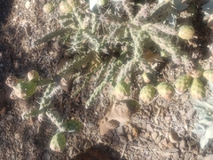 Cylindropuntia thurberi