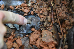 Craugastor stejnegerianus