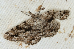 Hypomecis externaria