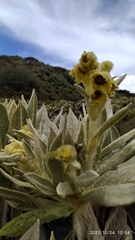 Espeletia hartwegiana