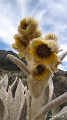 Espeletia hartwegiana