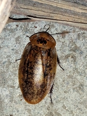 Archimandrita tessellata