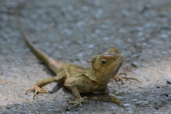 Lophosaurus spinipes