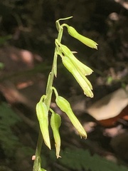 Nervilia concolor