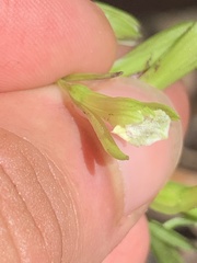 Nervilia concolor