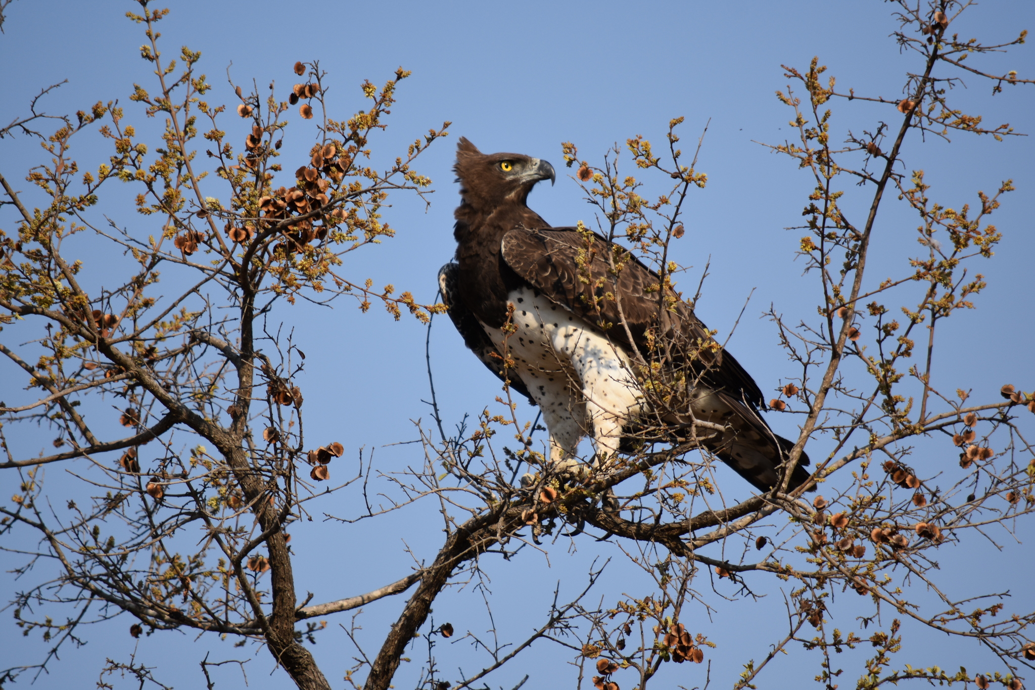 Martial Eagle illustration
