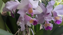 Cattleya trianae