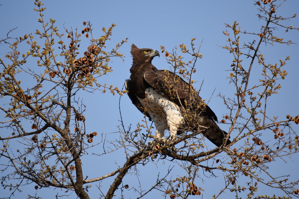 Martial Eagle