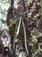 Sarcochilus hillii