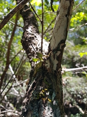 Rhinerrhiza divitiflora