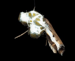 Celaenia olivacea