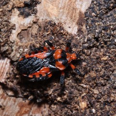 Tegea atropicta