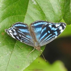 Myscelia ethusa chiapensis