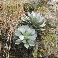 Agave hiemiflora