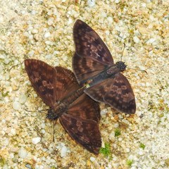 Anastrus sempiternus sempiternus