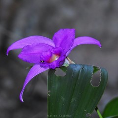 Sobralia macdougallii