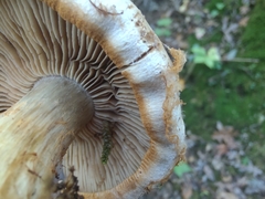 Cortinarius scaurotraganoides