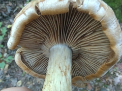 Cortinarius scaurotraganoides