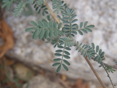 Dalea versicolor