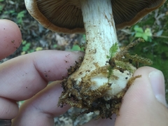 Cortinarius scaurotraganoides