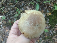 Cortinarius scaurotraganoides