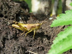 Podismopsis poppiusi