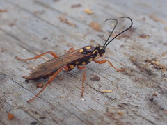 Degithina