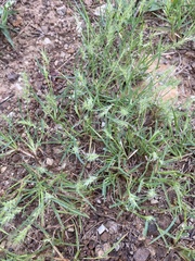 Bouteloua dimorpha