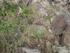 Brickellia amplexicaulis