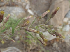 Brickellia amplexicaulis