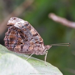 Myscelia ethusa chiapensis