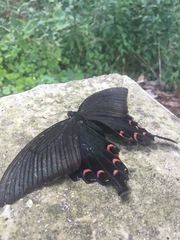 Papilio bianor