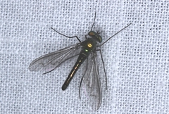 Heteropsilopus cingulipes