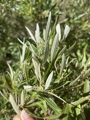 Searsia angustifolia
