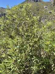 Searsia angustifolia