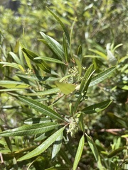 Searsia angustifolia