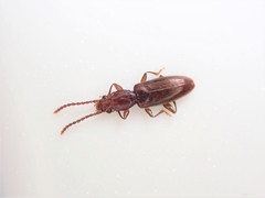 Cryptamorpha brevicornis