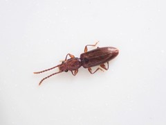 Cryptamorpha brevicornis