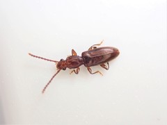 Cryptamorpha brevicornis