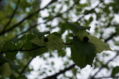 Davidia involucrata